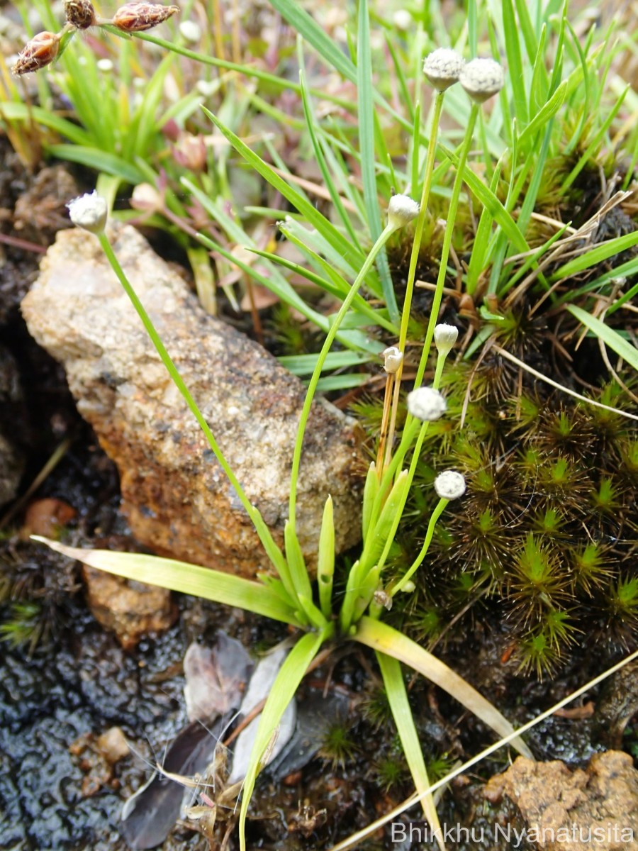 Eriocaulon thwaitesii Körn.